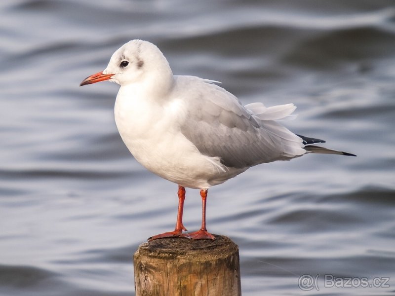 Krígeľ 2020 | havran albín