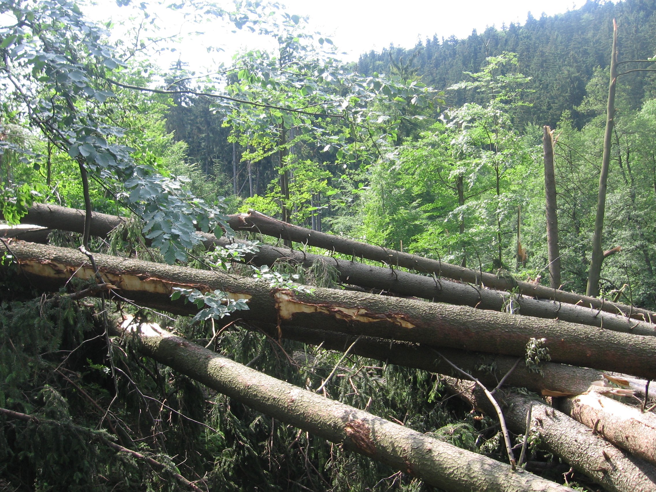 Pastviny 2015 | V polomu | foto wayne